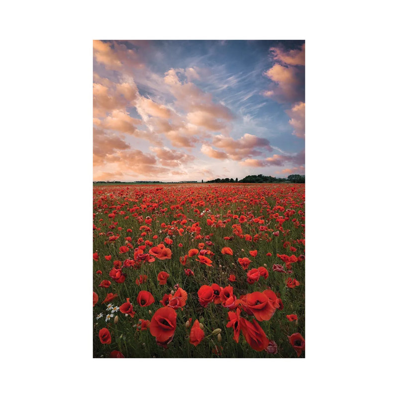 Poppy Field In Sweden by Christian Lindsten - Wrapped Canvas Print, 66.04 cm H x 45.72 cm W x 3.175 cm D