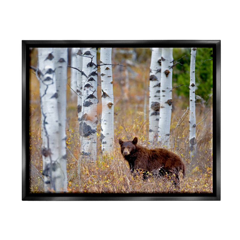 «Loon Peak® Bear Cub Birch Tree Thicket», art mural encadré flottant par Dennis Frates, Cadre flottant noir de jais