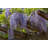 Wisteria Trellis by Alegrial - Wrapped Canvas Print-40147400