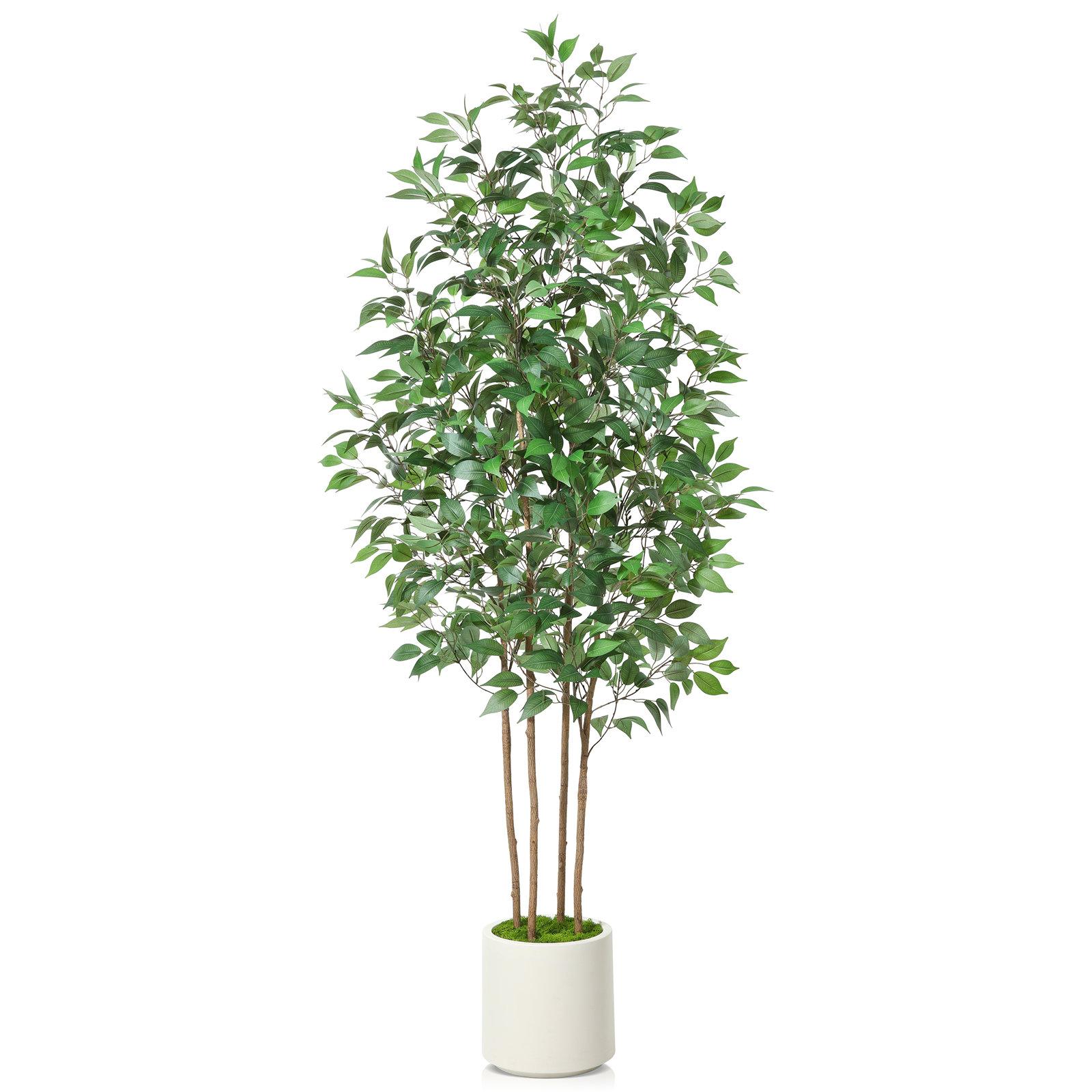Adcock Ficus Tree in Pot, 82" H x 20" W x 20" D