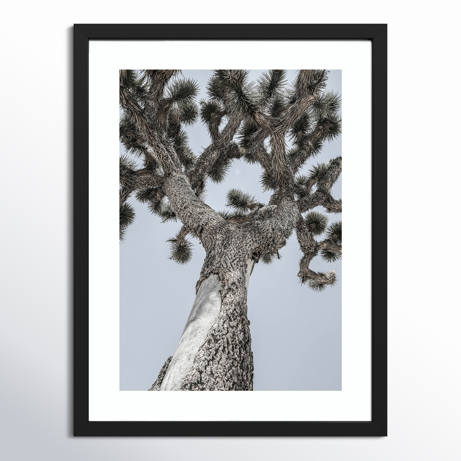 Daisey "Joshua" Print by Shot by Clint, Black , 25" H x 19" W