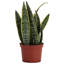 Live Laurentii Snake Plant-49662173