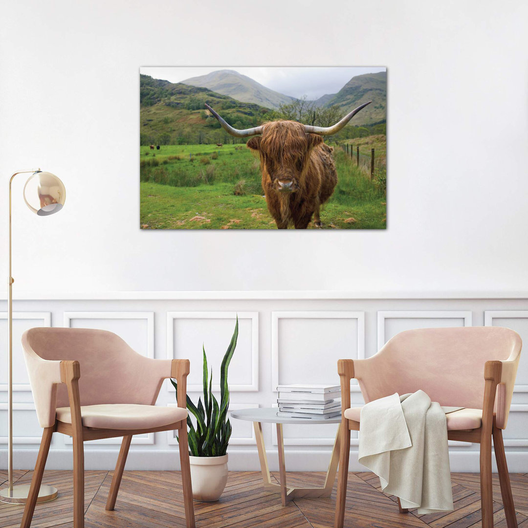 Scottish Highland Cattle III by Alan Majchrowicz - Wrapped Canvas Print