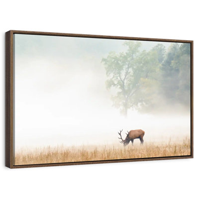 Cataloochee Elk