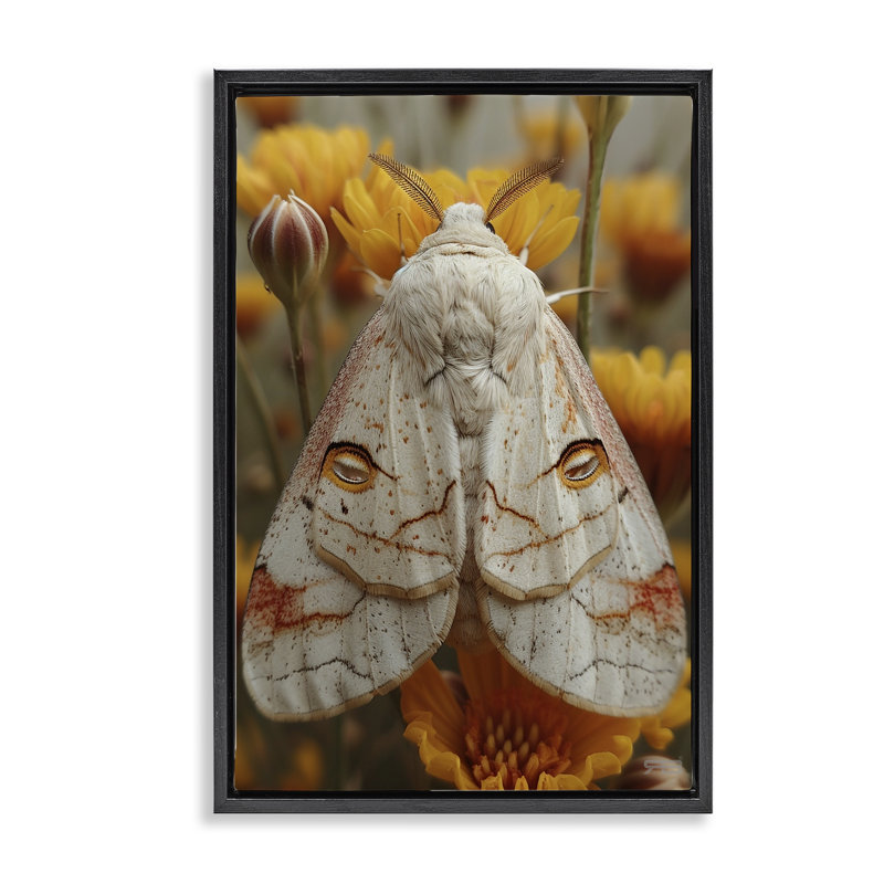 «Delicate Luna Moth», toile flottante encadrée noire par Roozbeh Bahramali, H 25 po x l 17 po, Cadre flottant noir de jais