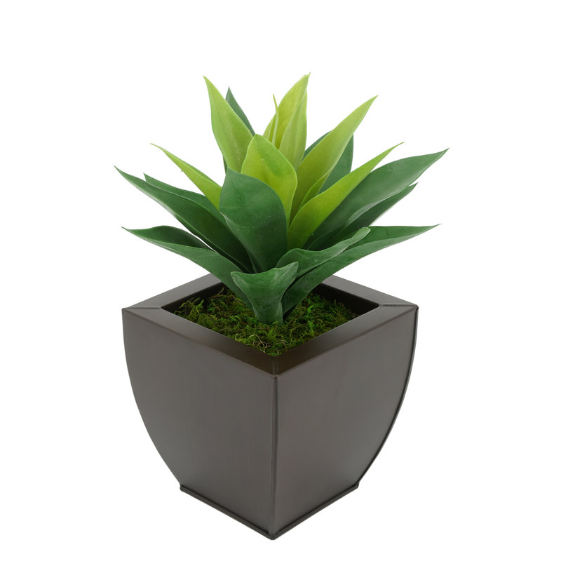 Plante grasse artificielle 7 po en pot, Brun mat