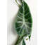 Hanging Plants 180cm Faux Foliage Plant