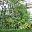 Metal Arched Trellis-1568937339