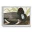 " Scaup Duck "-1857318962-1857318965