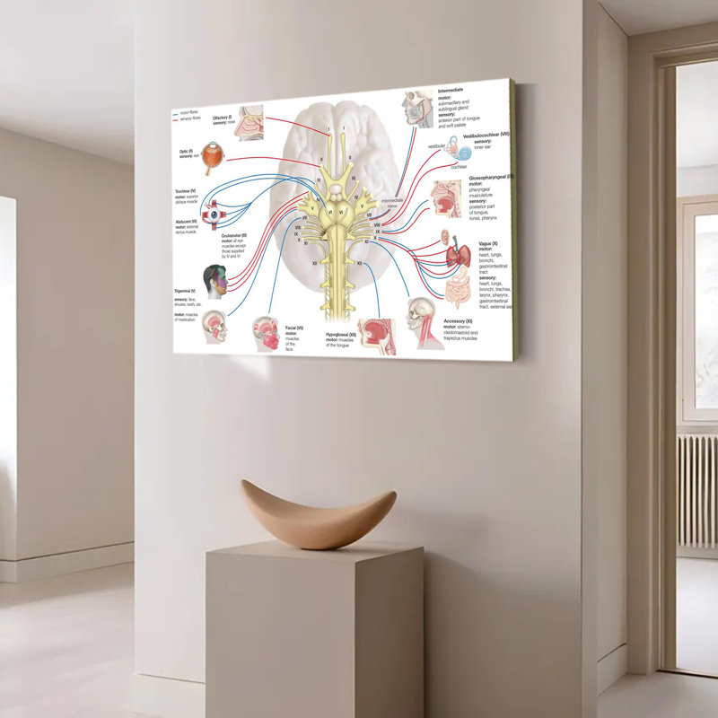Affiche sur la fonction nerveuse du cerveau, 20x30inch