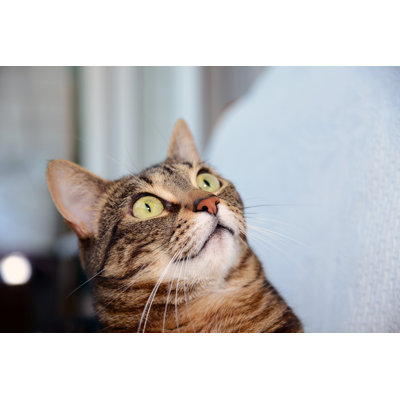 " Egyptian Mau Cat - Amazed "