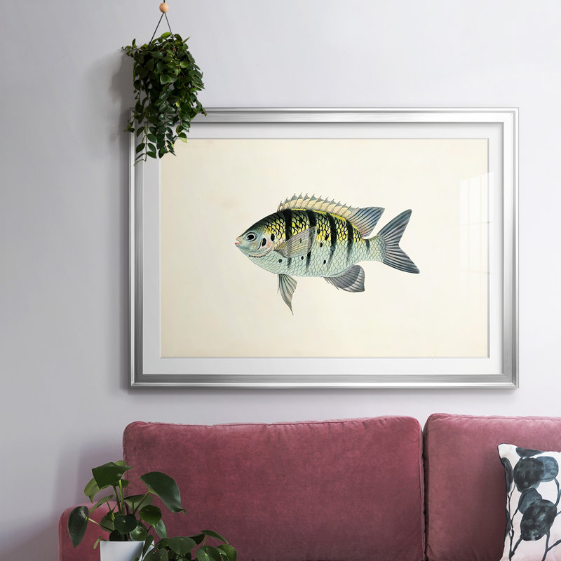 «Tropical Fish Collection VI», reproduction d'art encadrée, Argent, H 27 po x l 39 po x P 1,5 po