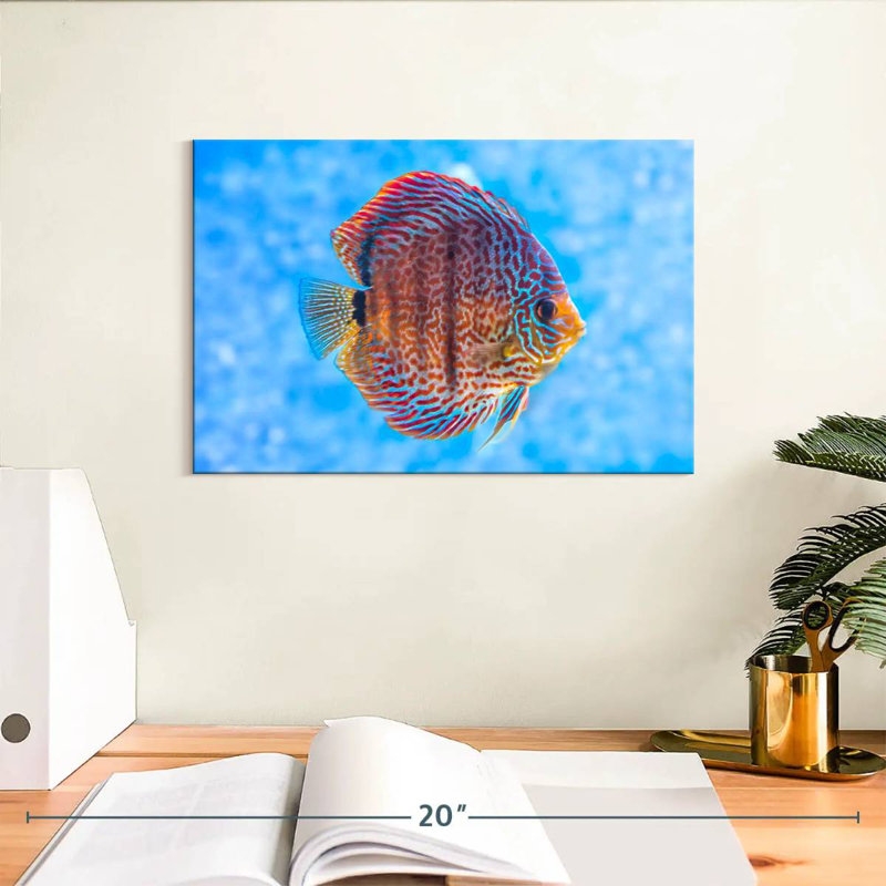 Brampt Freshwater Discus Fish, 8" H x 12" W