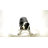 Border Collie Garden Statue