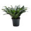 Dracaena Plant in Pot