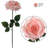 Roses Stem-35480673