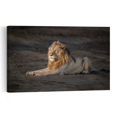Majestic Lion Resting Contemporary Wall Art Print by Jeffrey C. Sink - 1 Piece Wrapped Canvas Wall Art