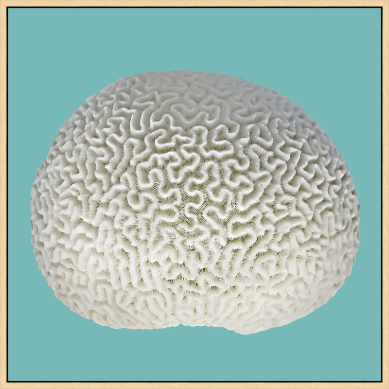 Coral Aqua 1' Framed Graphic Art Print
