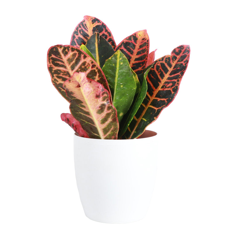 Live Petra Croton Plant in Classic Pot, White
