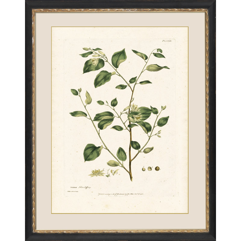 " Styrax " Painting Print