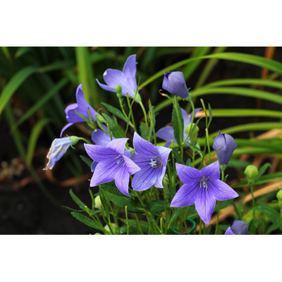 Platycodon Grandiflorus - Wrapped Canvas Print