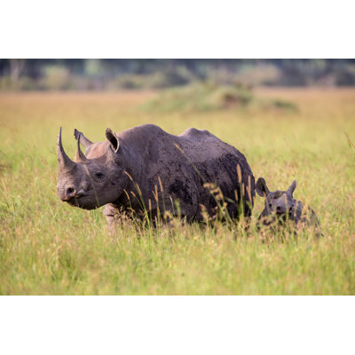 Black Rhinoceros by Seppfriedhuber