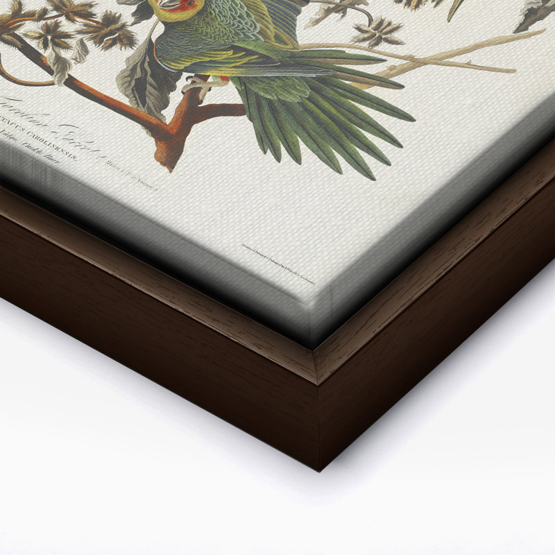 John James Audubon - perroquet de la Caroline, 08"H x 10"W, Canvas, Brown Framed