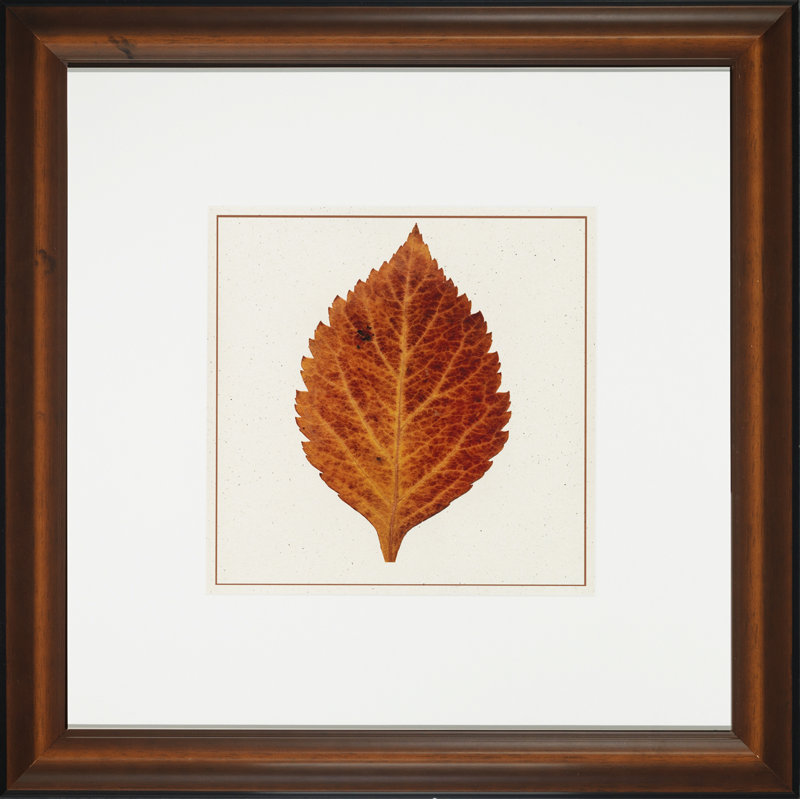 Nature Leaves II Print