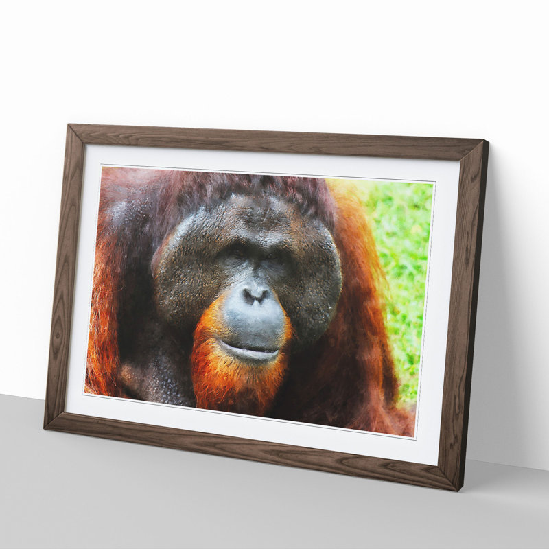 Orangutan Monkey Vol.1 - Framed Print, 27cm H x 36cm W x 2cm D, Walnut Framed
