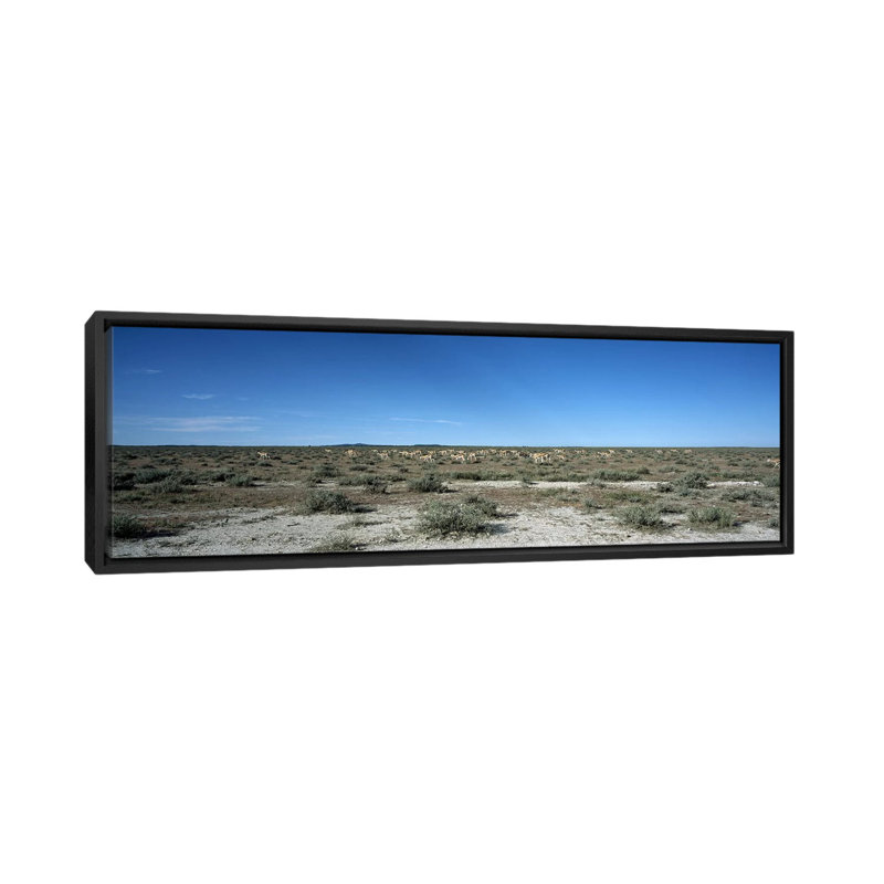 " Herd Of Springboks Grazing In Etosha National Park, Namibia ", Black Framed Canvas, 12" H x 36" W x 1.5" D