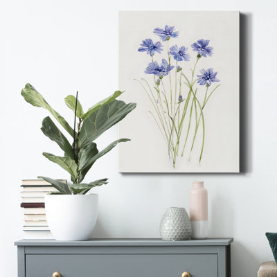 " Dainty Botanical Cornflower " Painting Print