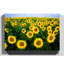 Yellow Sunflower Photographic - Wrapped Canvas-19096862