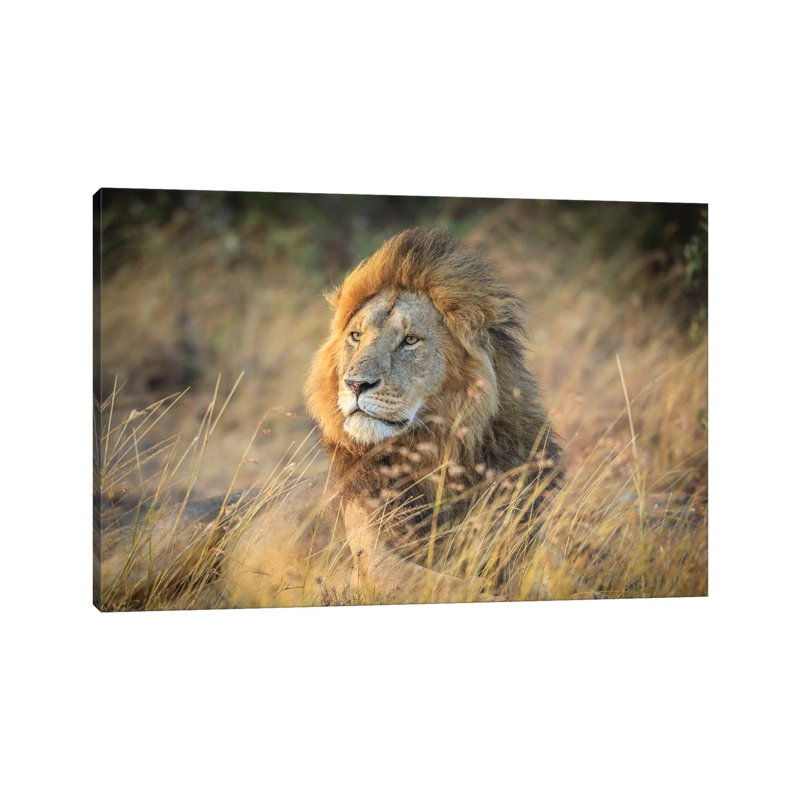 Blondie by Jeffrey C. Sink - Wrapped Canvas Print, 66.04 cm H x 45.72 cm W x 3.175 cm D