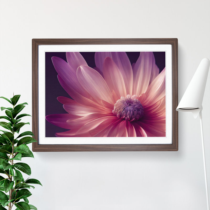 Cute Chrysanthemum Flower Vol.4 - Framed Print, 34cm H x 46cm W x 2cm D, Walnut