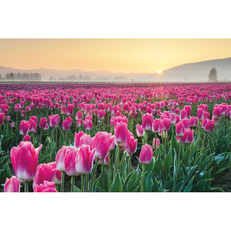 " Skagit Valley Tulips I " by Alan Majchrowicz, 12" H x 18" W