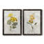Canari lin géranium - ensemble de 2 reproductions d'art-755692019-755691909-755691908
