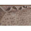 Tapis traditionnel floral All-Over 7 x 10