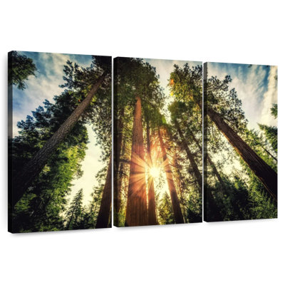 Coucher de soleil sur les arbres Harnek