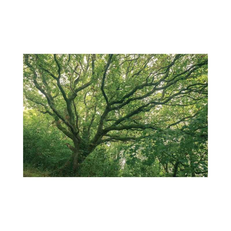 Oak Forest by Adam Burton - Wrapped Canvas Print, 101.6 cm H x 66.04 cm W x 1.91 cm D