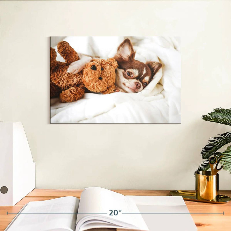Chihuahua Brampt avec ours en peluche, H 8 po x l 12 po