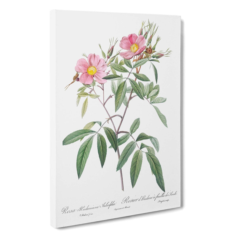 Swamp Rose In Pink by Pierre-Joseph Redoute - Wrapped Canvas Print, 76cm H x 50cm W x 3cm D