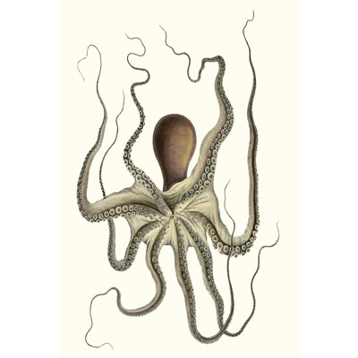 Antique Octopus Collection I - Print