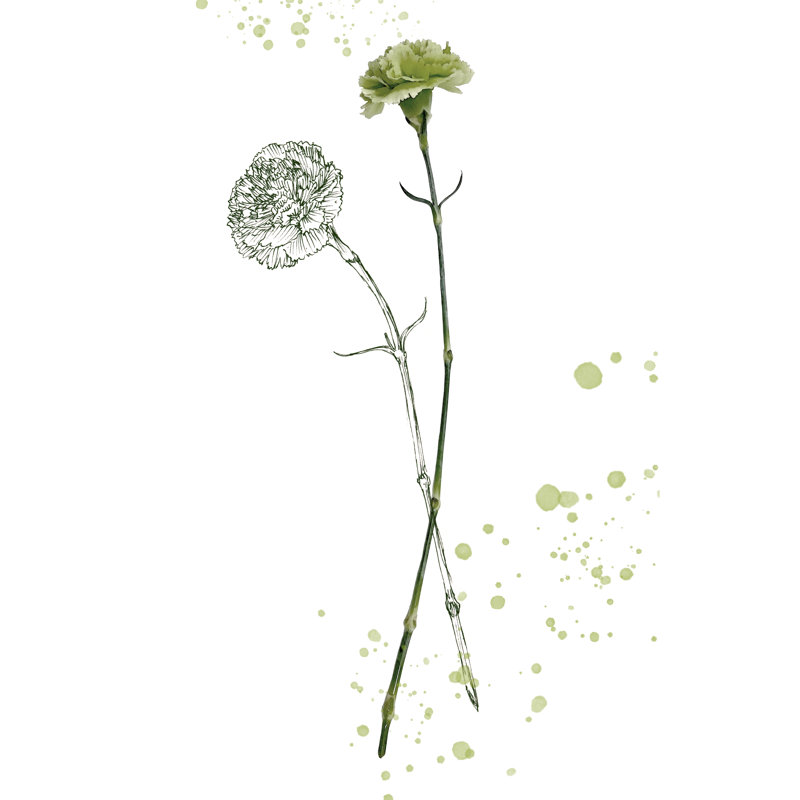 Botany Flower III - Graphic Art, 30 cm H x 20 cm W, Wrapped Canvas