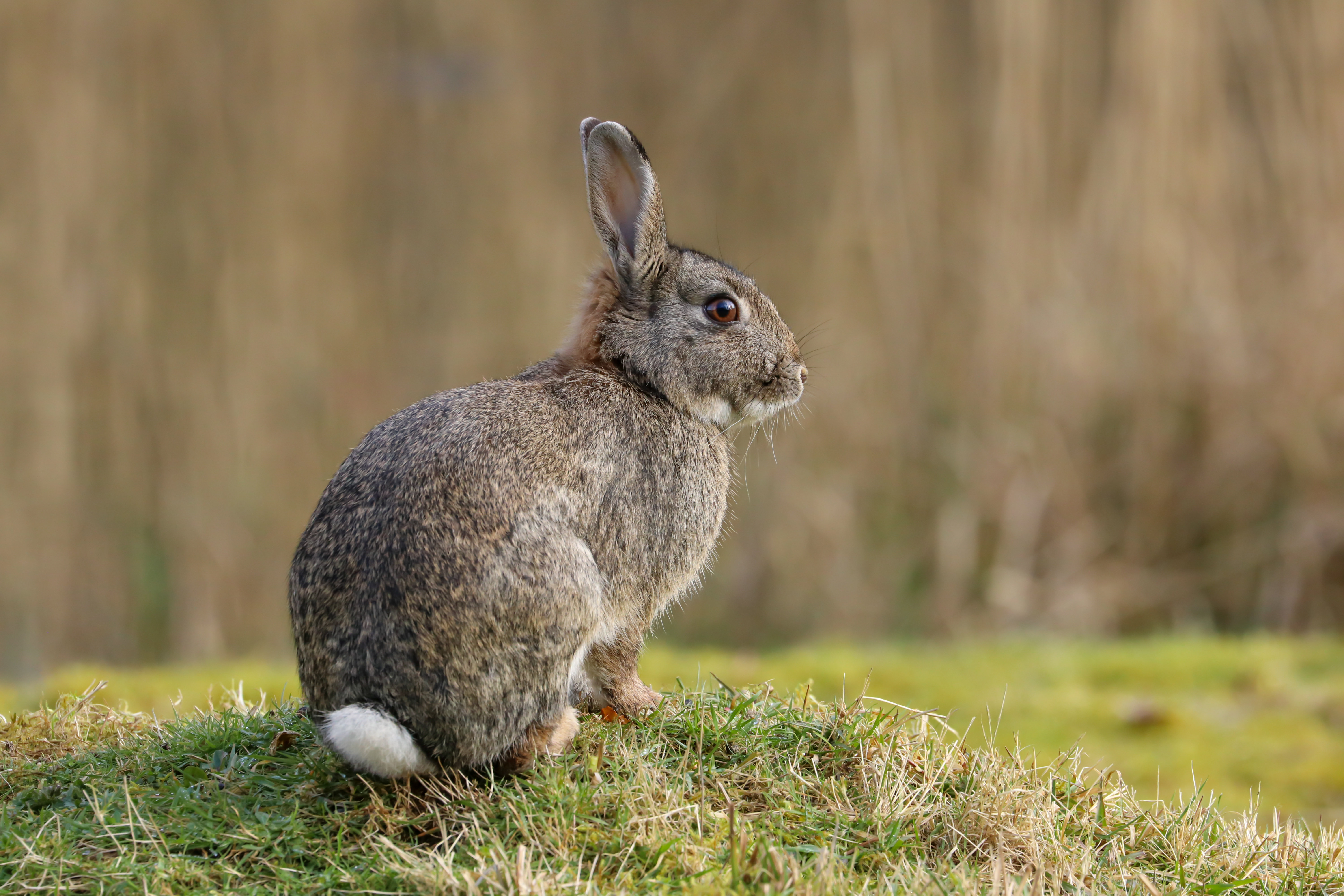 Gracie Oaks Wild Rabbit (Oryctolagus Cuniculus) - Wrapped Canvas ...