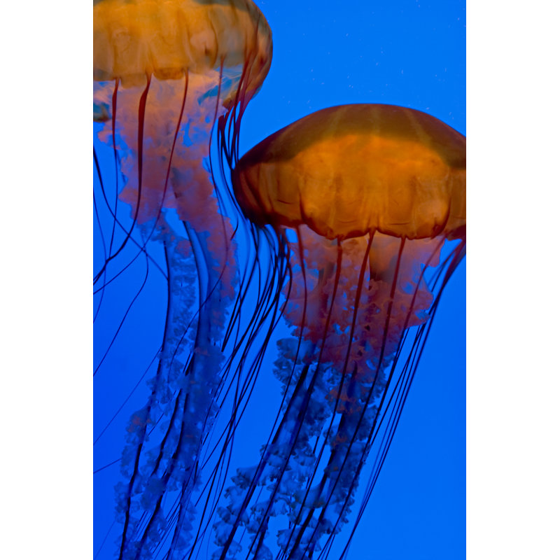 Jellyfish by Red_moon_rise - Wrapped Canvas Print, 30cm H x 20cm W x 3.8cm D