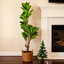 Arbre en figuier artificiel 6 pi 6 pi 