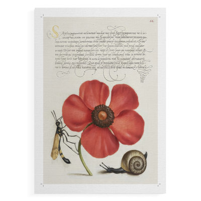 Hoefnagel Tropical Specimens I -Canvas Print Only - NOT FRAMED