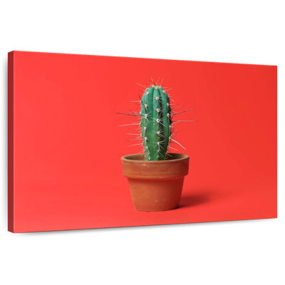 Cactus en pot Harnek