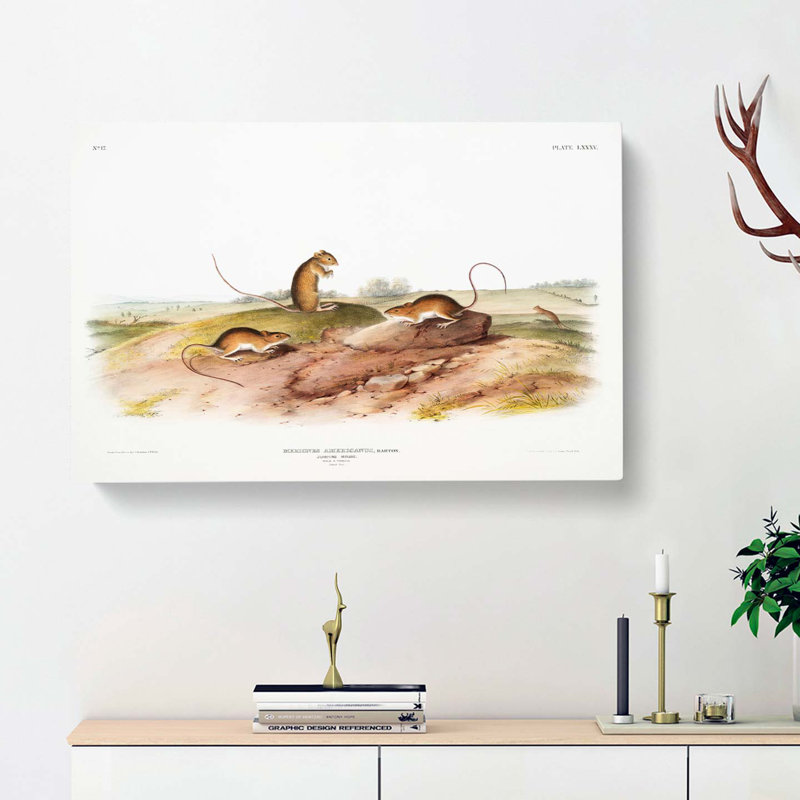 Jumping Mice by J.W. Audubon - Wrapped Canvas Painting, 50cm H x 76cm W x 3cm D