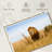 Hunting Safari Lion-108841666